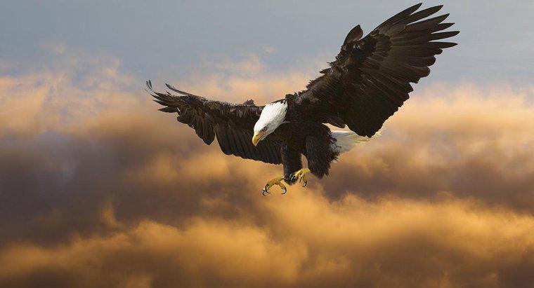 Por que a águia americana representa a América?