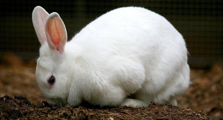 Quais são as fases do ciclo de vida de um coelho?