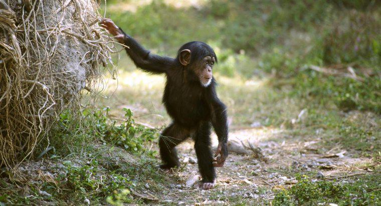 Por que os bebês chimpanzés brincam com bonecas?