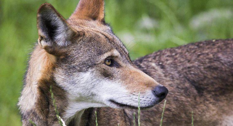 Quais são alguns fatos interessantes sobre os lobos vermelhos?