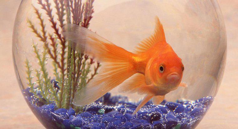 Qual é o habitat de um peixe dourado?