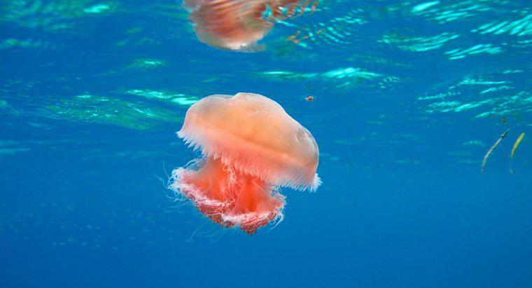 As medusas são carnívoros, herbívoros ou onívoros?