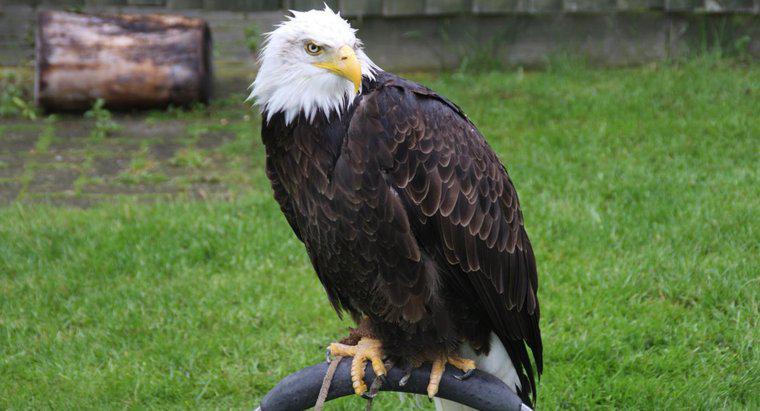 Quais são os predadores das águias americanas?