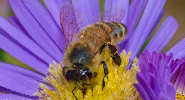 O que é o habitat de uma abelha de mel?
