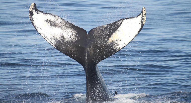 Quantos tipos de baleias existem?