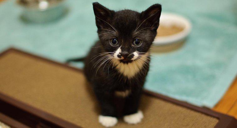 Quais são alguns bons nomes de gatinhos em preto e branco?