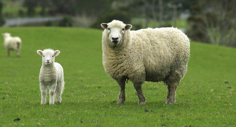 Quanto tempo está uma ovelha grávida?