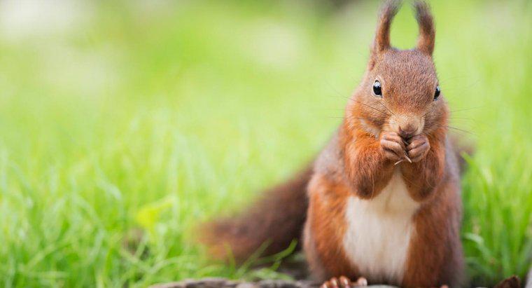 Quais são alguns fatos do esquilo vermelho?