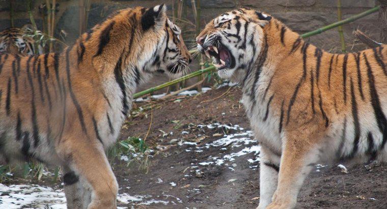 Quem são os predadores dos tigres?