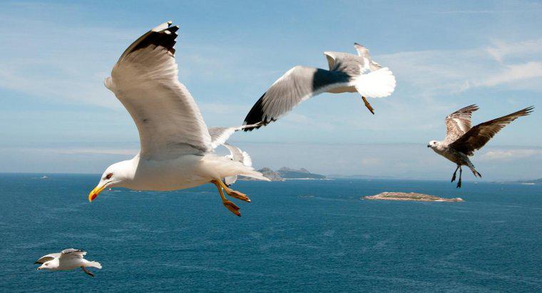 Qual é a diferença entre gaivotas machos e fêmeas?