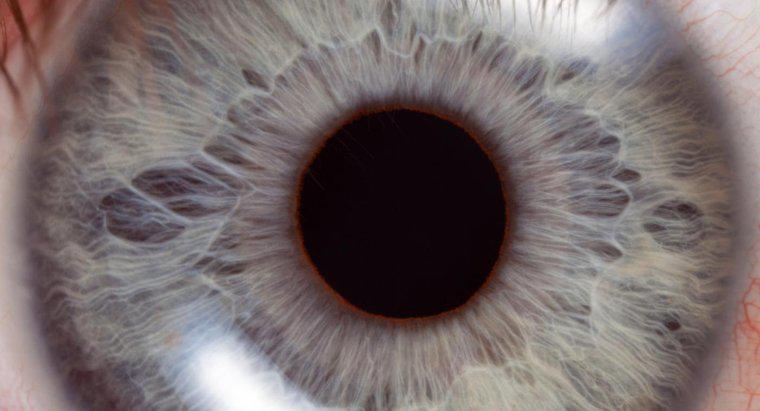 Onde está o ponto cego da retina?