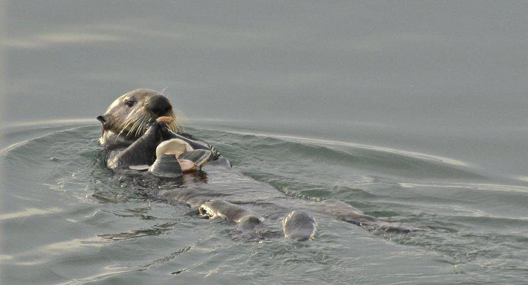 Por que as lontras-do-mar estão em perigo?