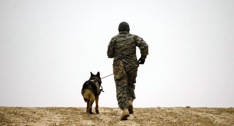 O que são raças de cães militares?