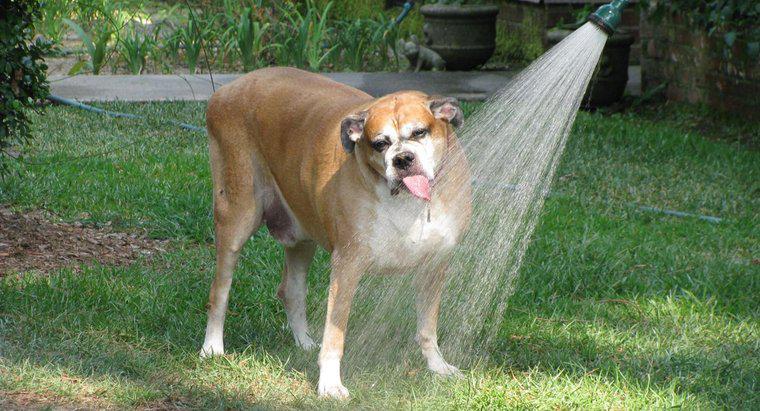 Quanto tempo pode um cachorro ficar sem água?