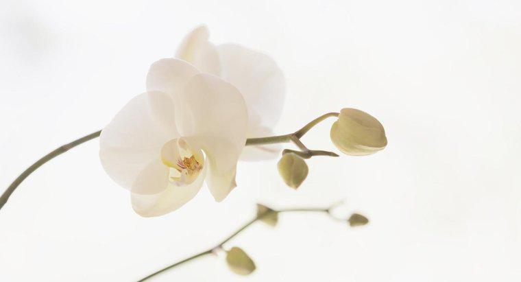 Como você pode reviver uma orquídea?