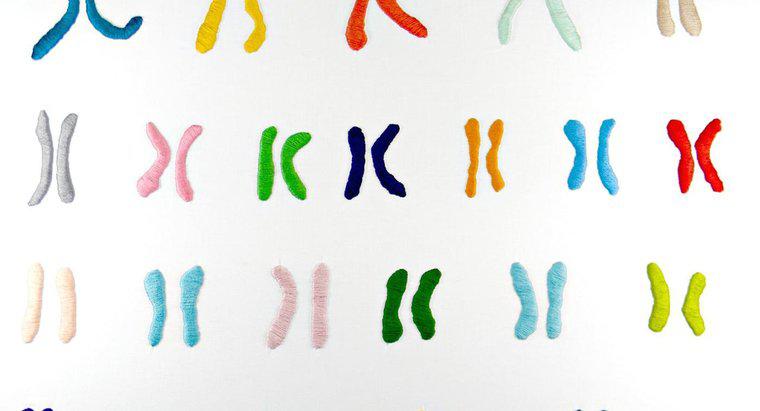 Qual é a função dos cromossomos?