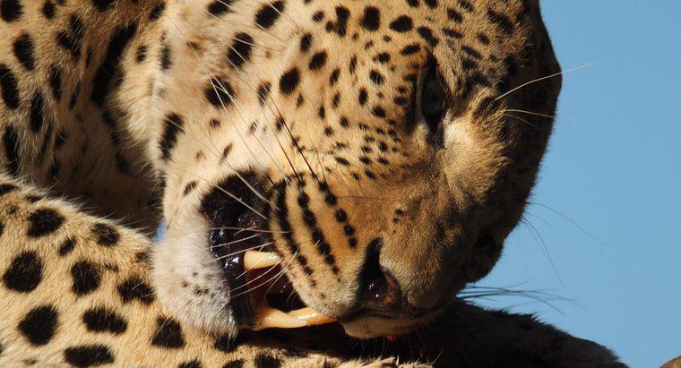 Quanto os leopardos comem por dia?