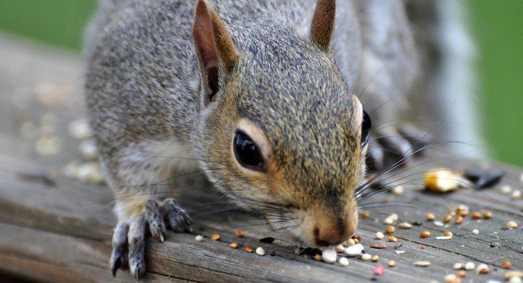 O que os esquilos gostam de comer?