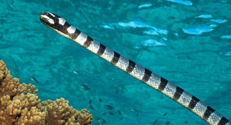 O que as cobras do mar comem?