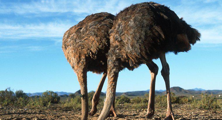 Por que as avestruzes enfiam a cabeça na areia?