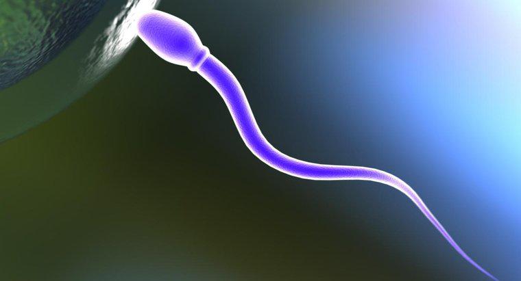 O que faz um espermatozóide?