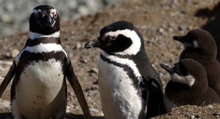 Os pinguins vivem no bioma Tundra?