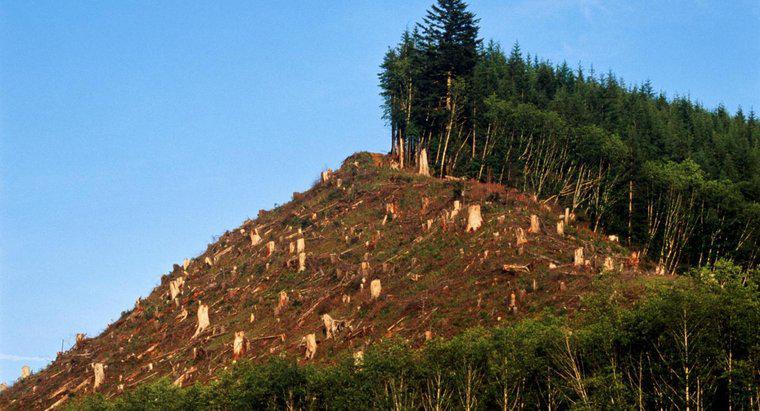 Quais são algumas das desvantagens do desmatamento?