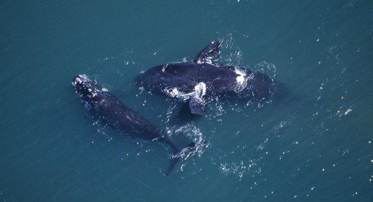As baleias acasalam para sempre?