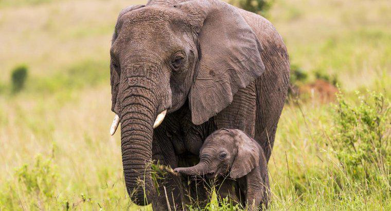 Como é chamado um bebê elefante?