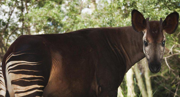 O que come o Okapi?
