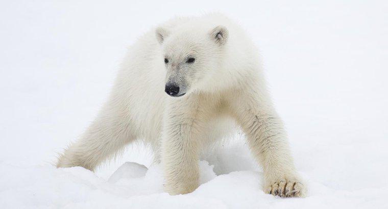 Que animais são encontrados na região polar?