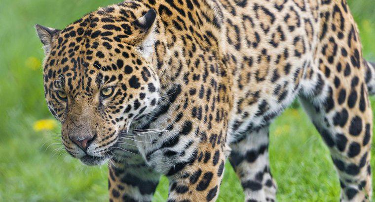 Em quais florestas tropicais vivem os jaguares?