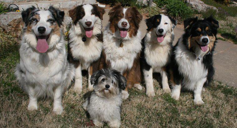 O que é chamado um grupo de cães?