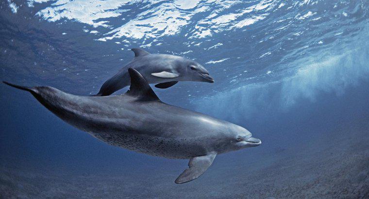 Como os golfinhos usam a ecolocalização?