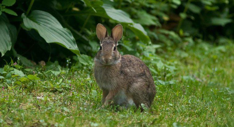 Como os coelhos são adaptados ao seu habitat?