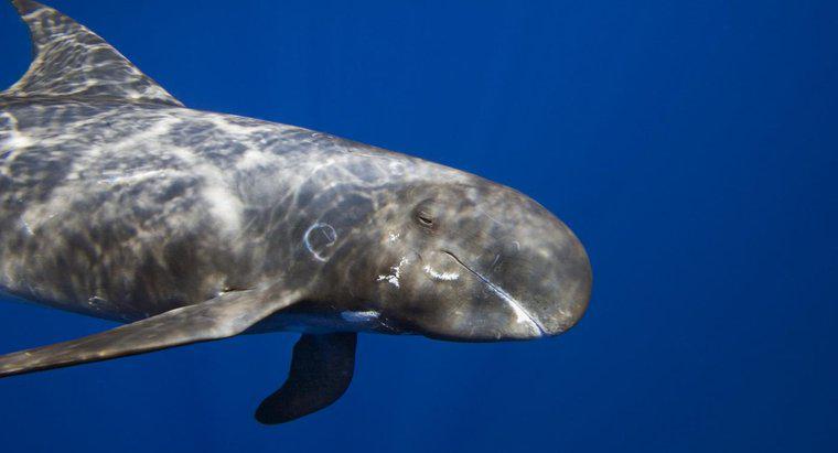 Como são os olhos de uma baleia assassina?