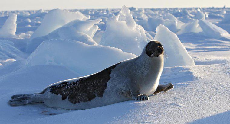 O que é um nicho de foca de harpa?