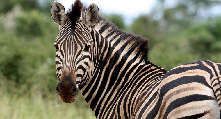Qual é o nome de uma zebra fêmea?