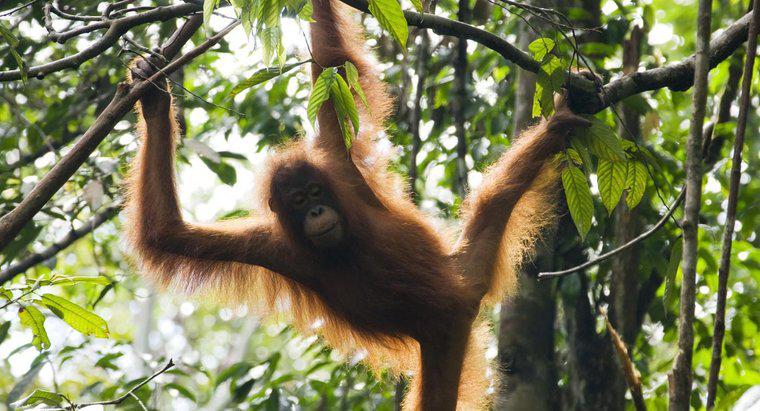 Como os orangotangos se protegem?