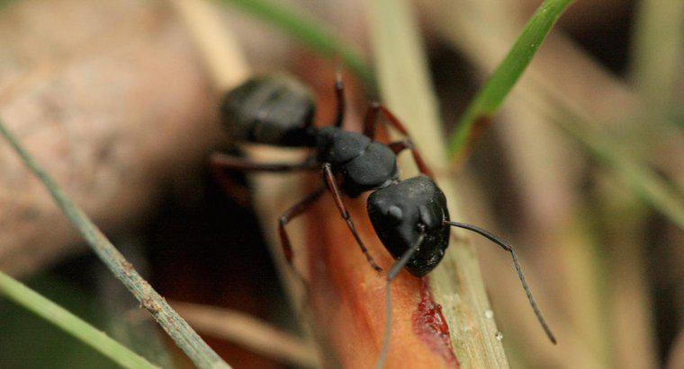 Como são chamadas as formiguinhas pretas?