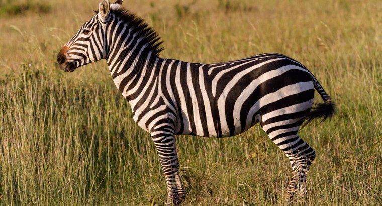 Quais são alguns fatos sobre a zebra para crianças?