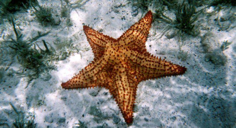A que filo pertence uma estrela do mar?
