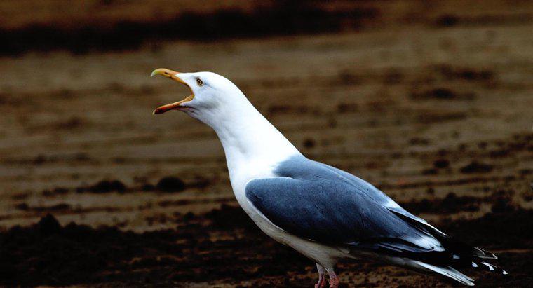 Que sons as gaivotas fazem?