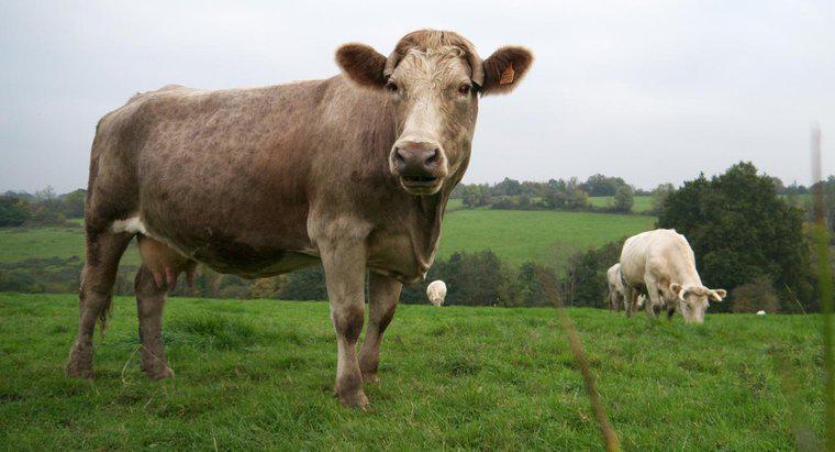 Quais são as características de uma vaca?