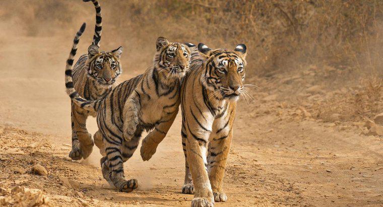 Quais são alguns fatos interessantes sobre os tigres?