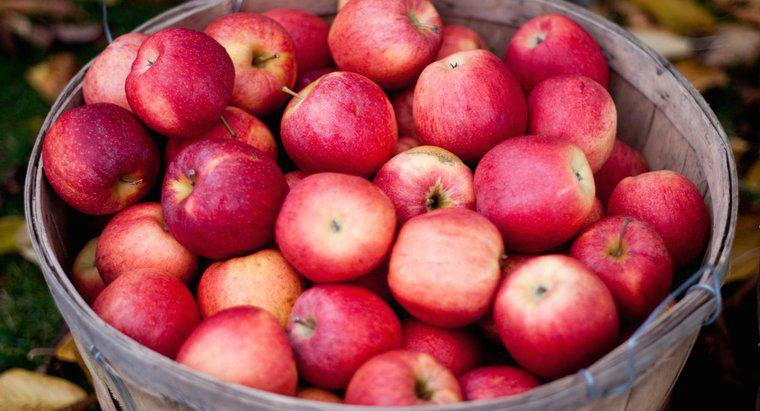 Quantas maçãs são necessárias para criar 1 galão de cidra de maçã?