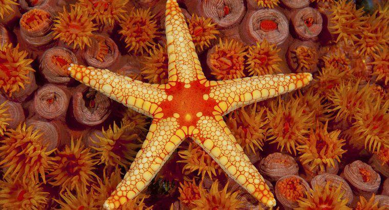 Quais adaptações a Starfish apresenta?