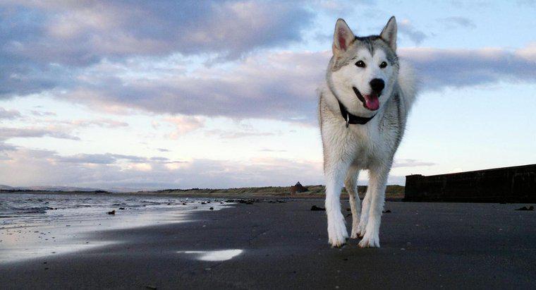 Quais são alguns fatos sobre os Huskies da Sibéria?