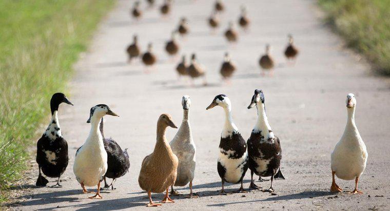 Qual é a diferença entre patos e gansos?
