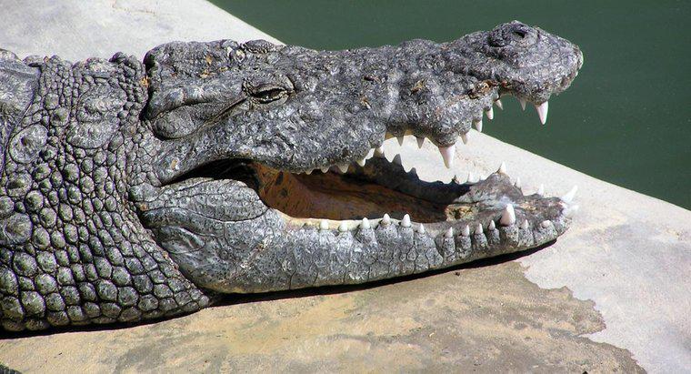 Qual é o tamanho da boca de um crocodilo?